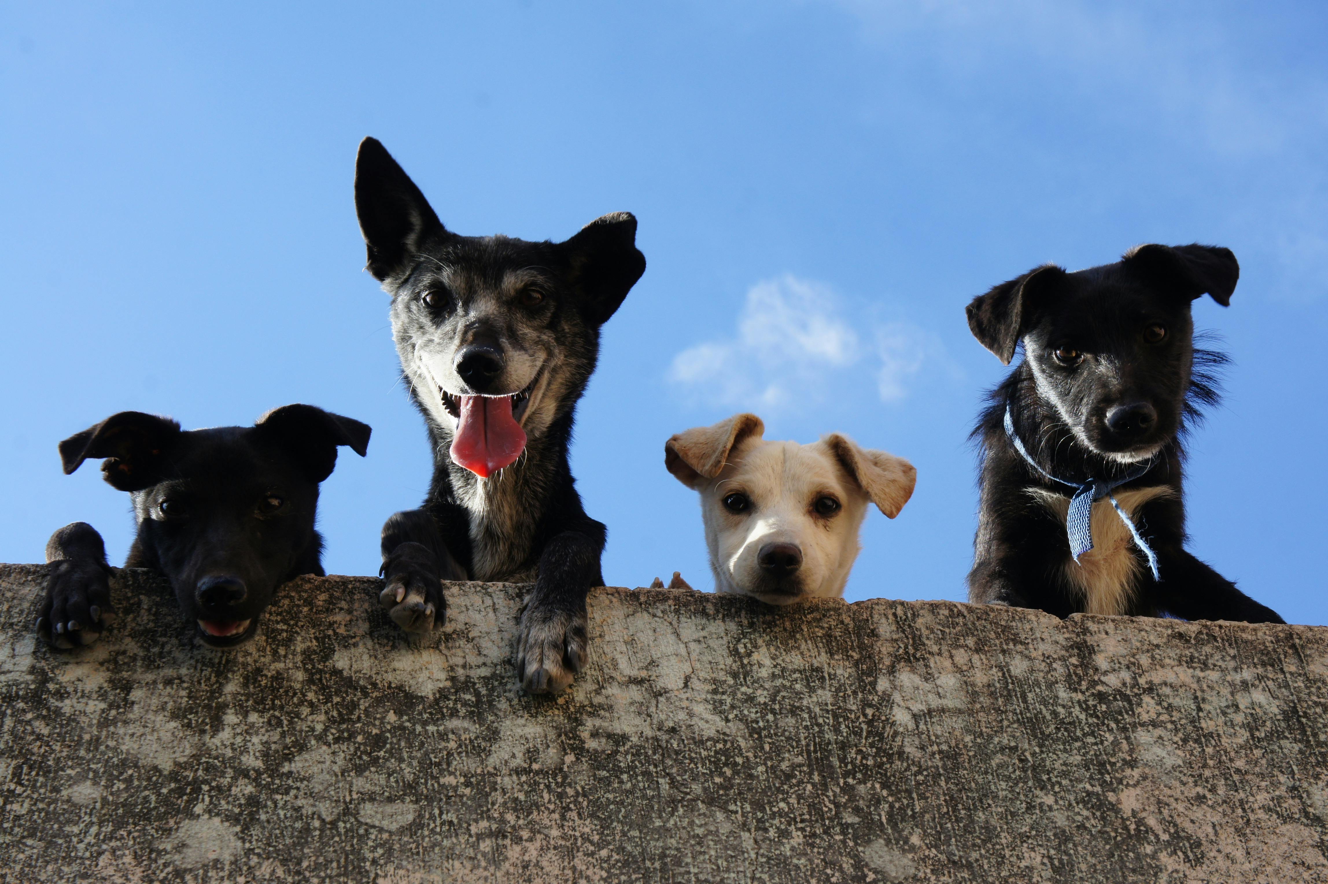 Microchippatura cani di proprietà - Mercoledì 18 Dicembre 2024 dalle ore 09:00